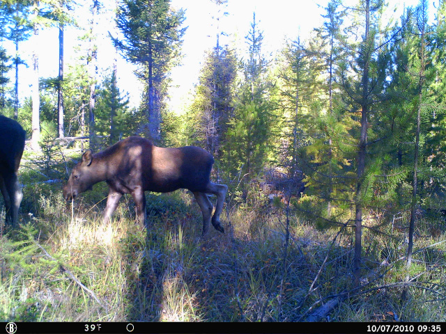 Trail camera Pictures
